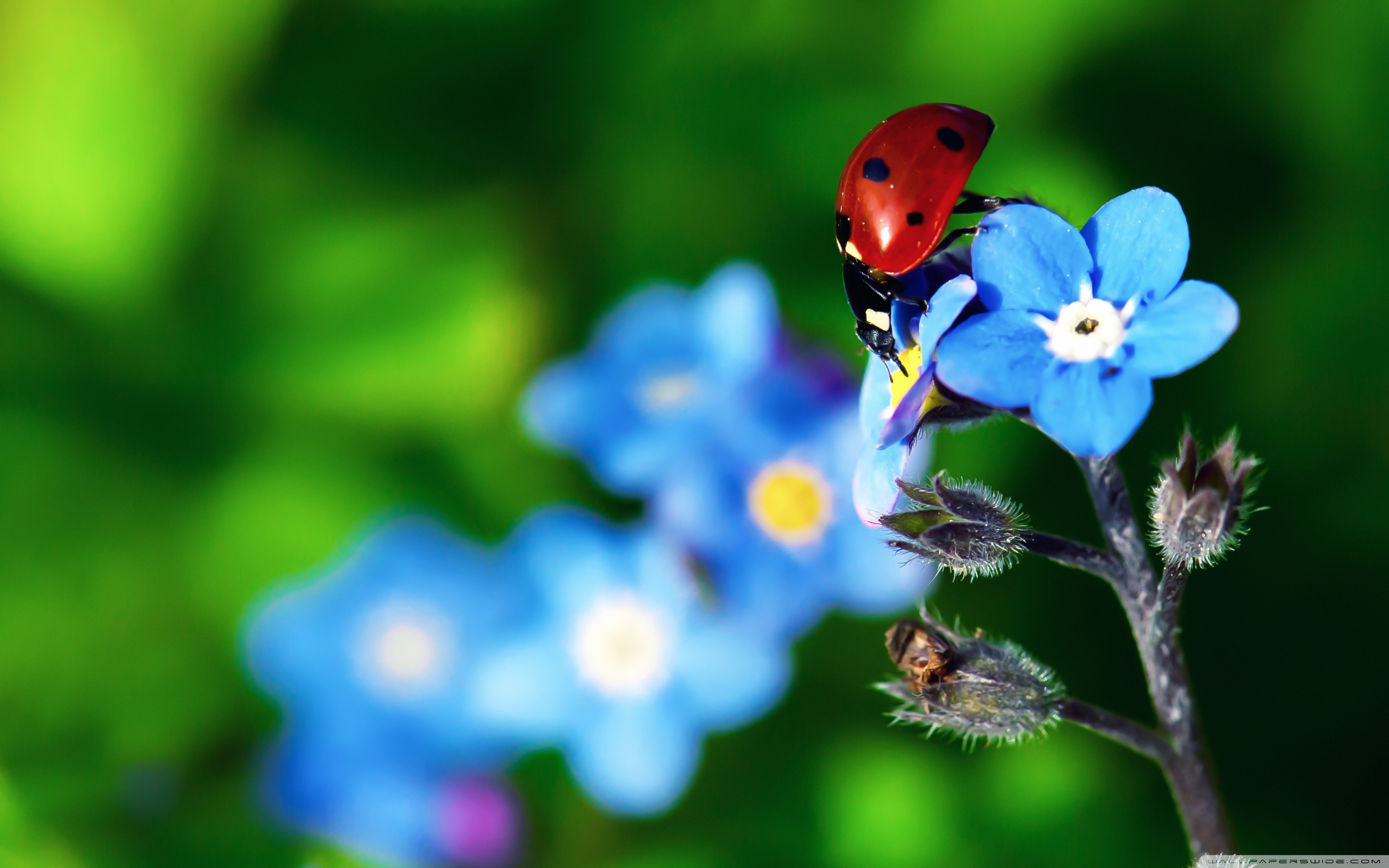 Ladybird Beetle 4k HD Desktop Wallpaper For Ultra Tv