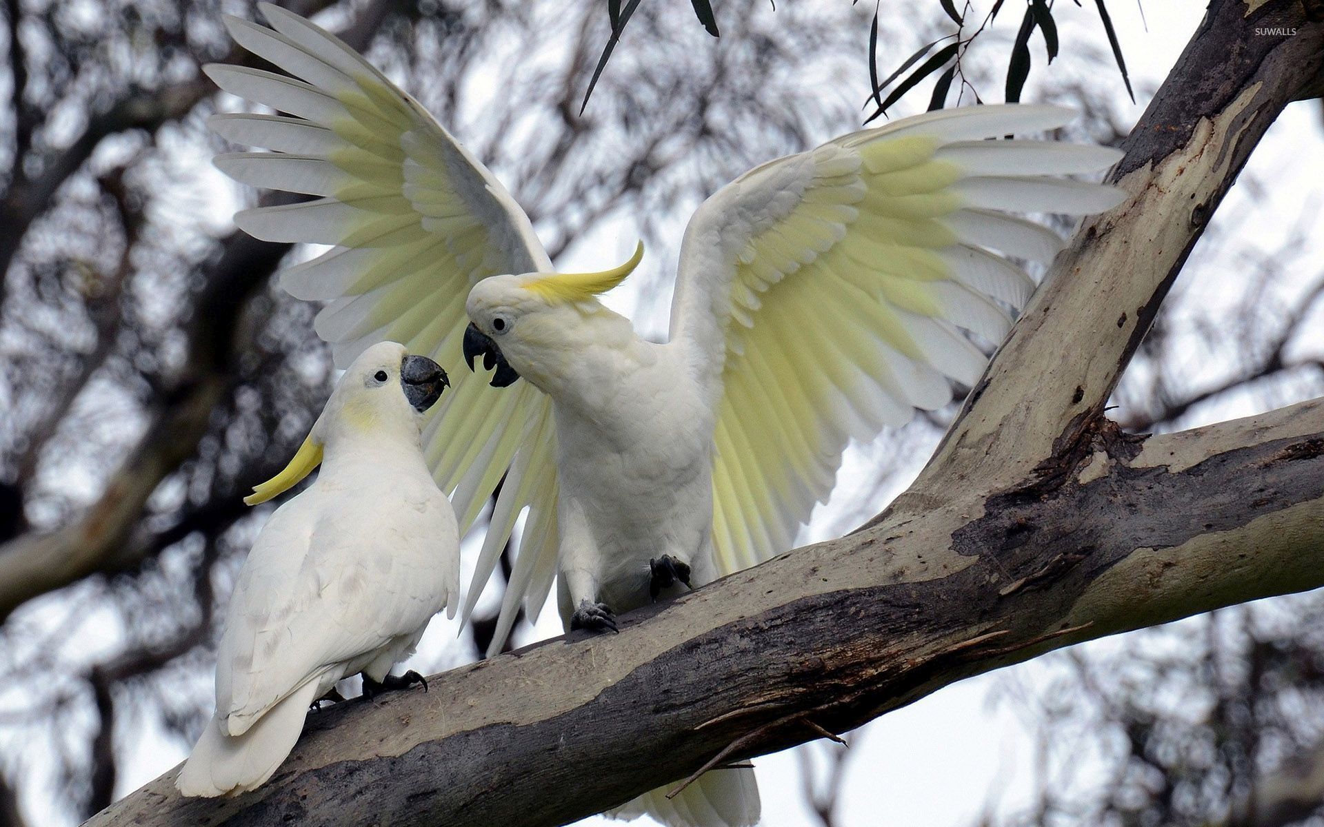 Cockatoo Modern 4k Ultra HD Wallpaper Bsnscb