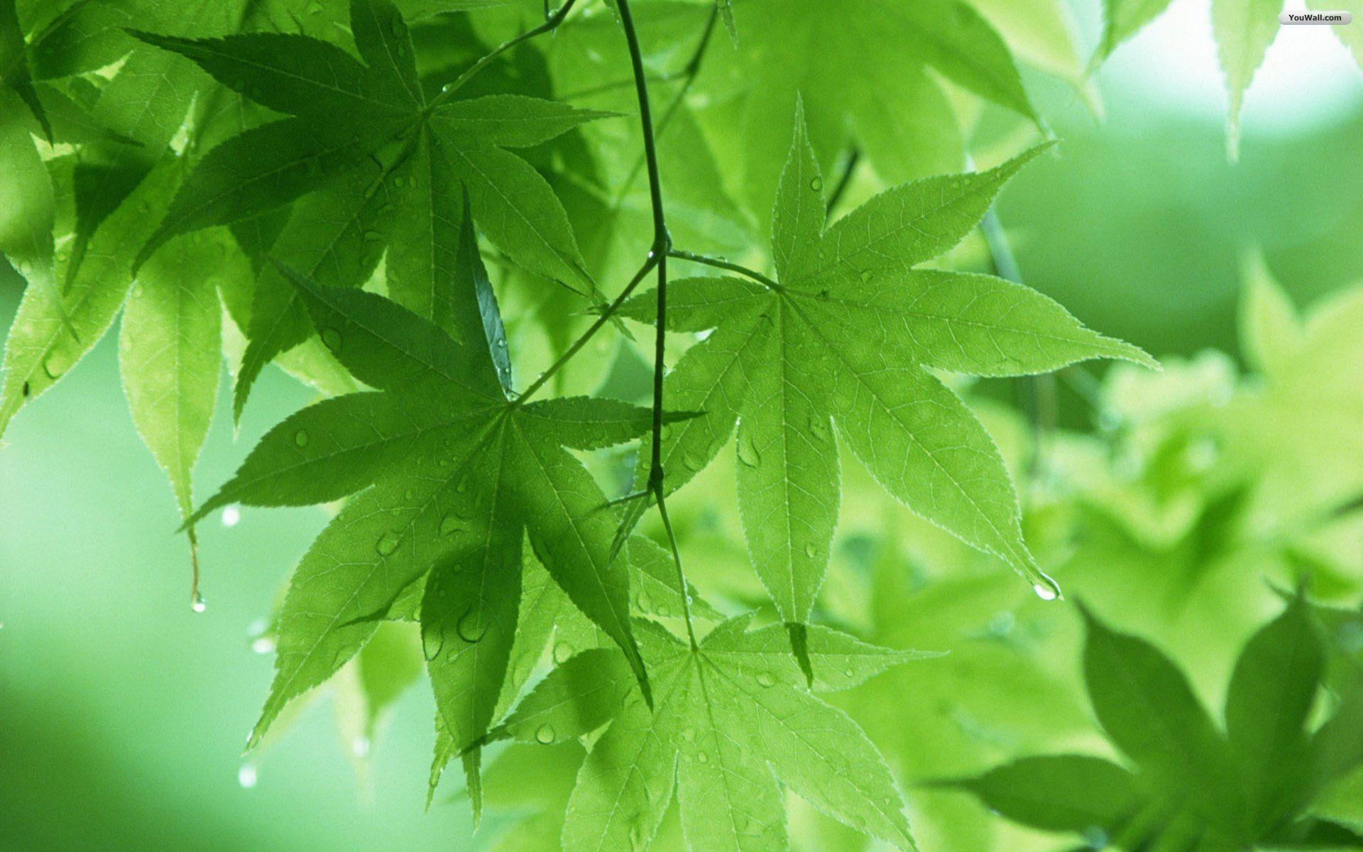 Green Leaves Wallpaper