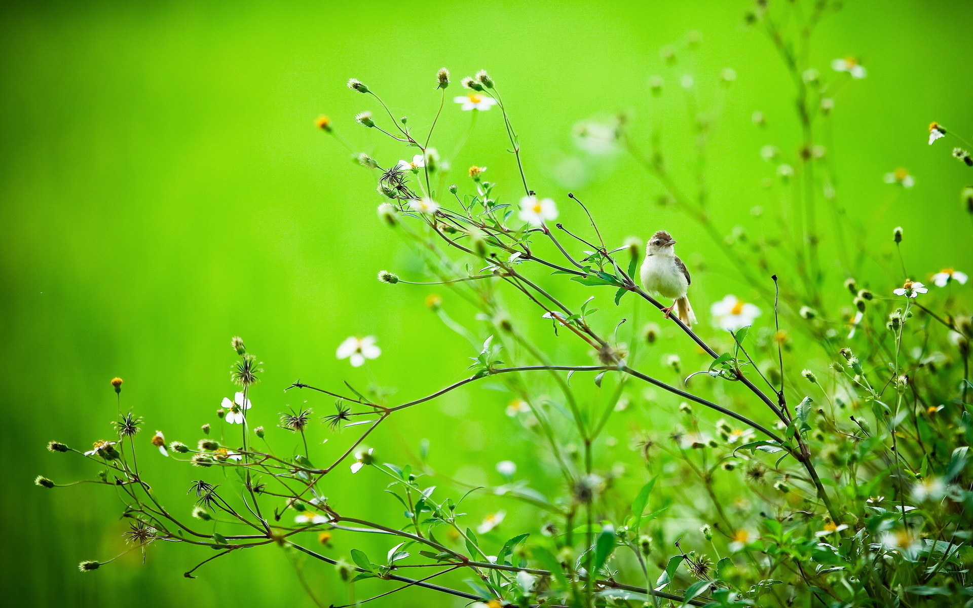Wildflower Wallpaper