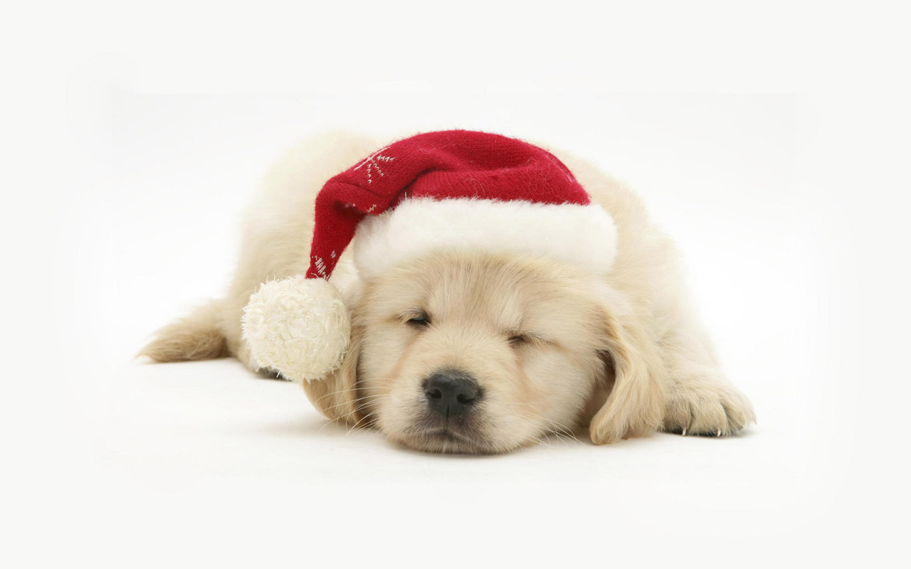 Free Download Christmas Pets HD Wallpapers in 1280x800