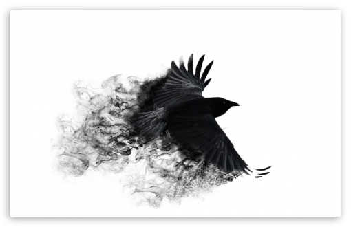 Crows Flying Wallpaper HD Owl