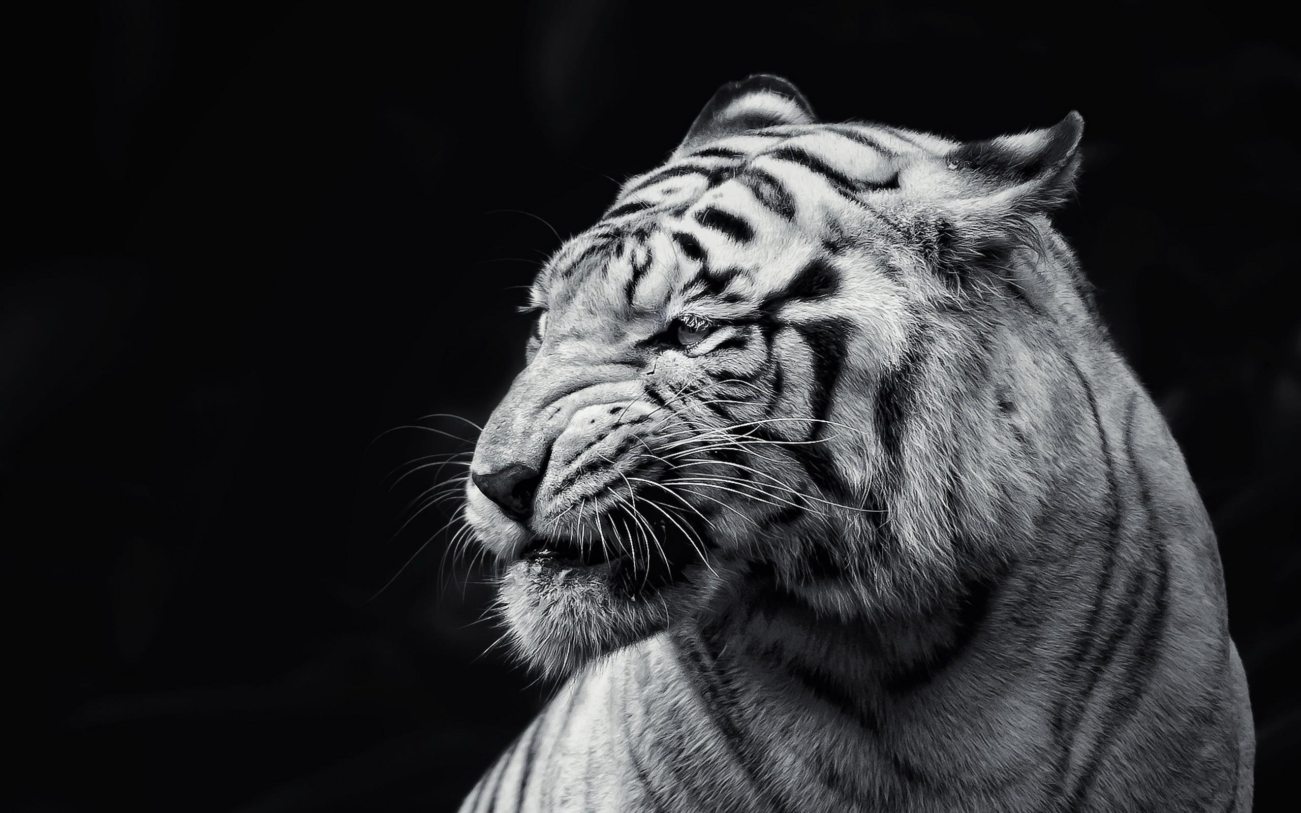 Black and White Tigerjpg Image JPEG 2560x1600 pixels