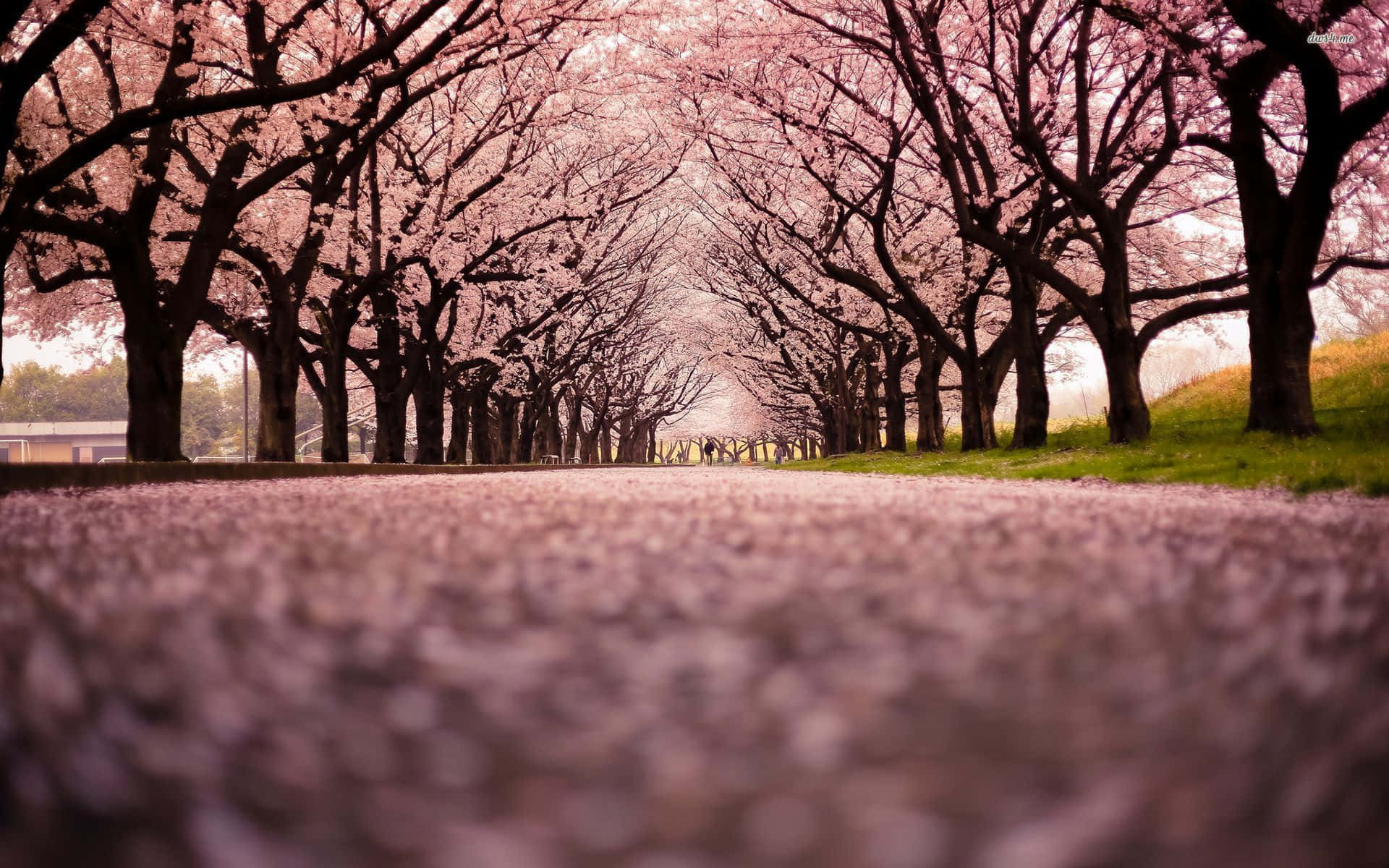 Japanese Pink Wallpaper