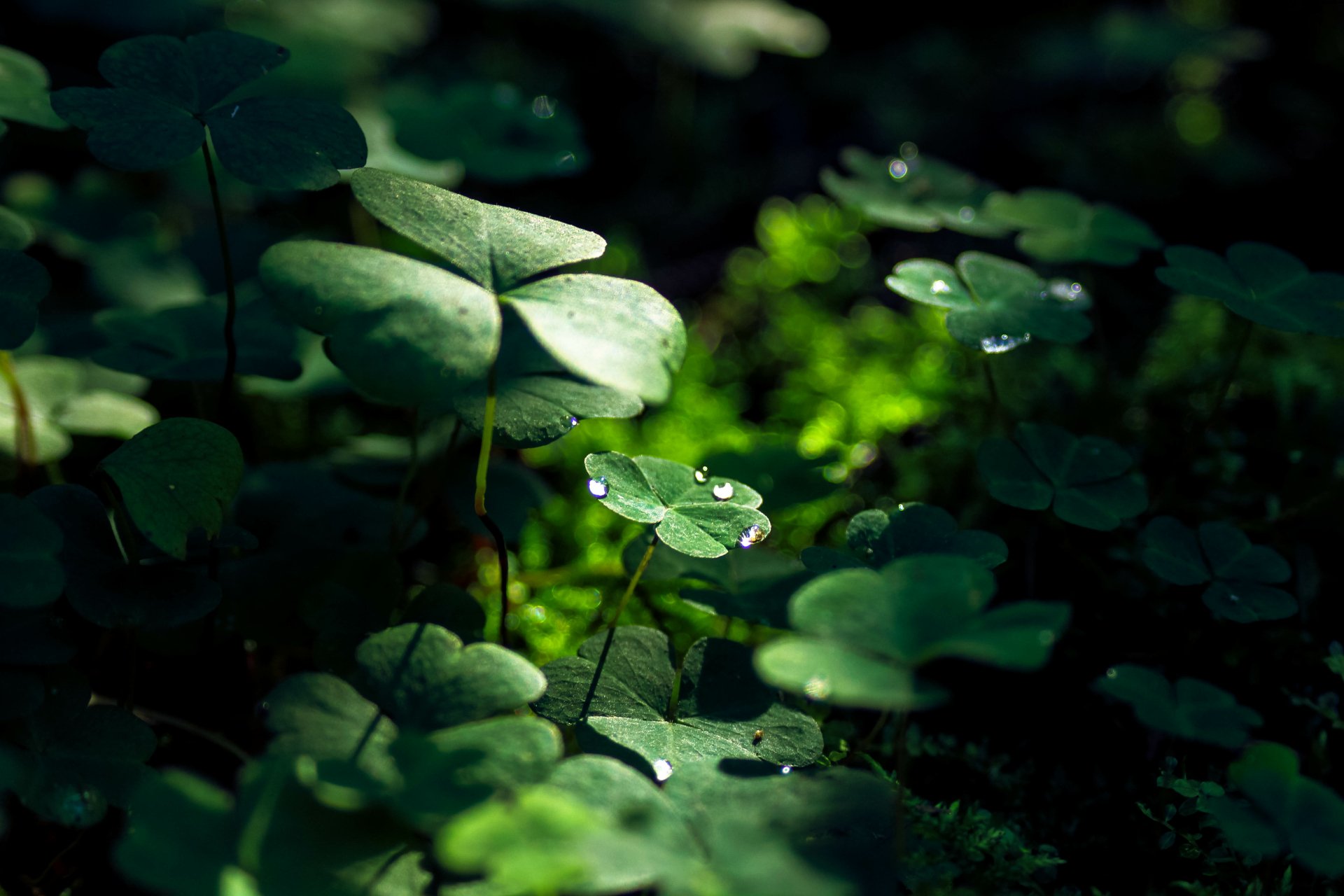 Green Clover By Tessai Wallpaper