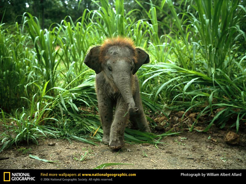 Elephant Picture Asian Desktop Wallpaper