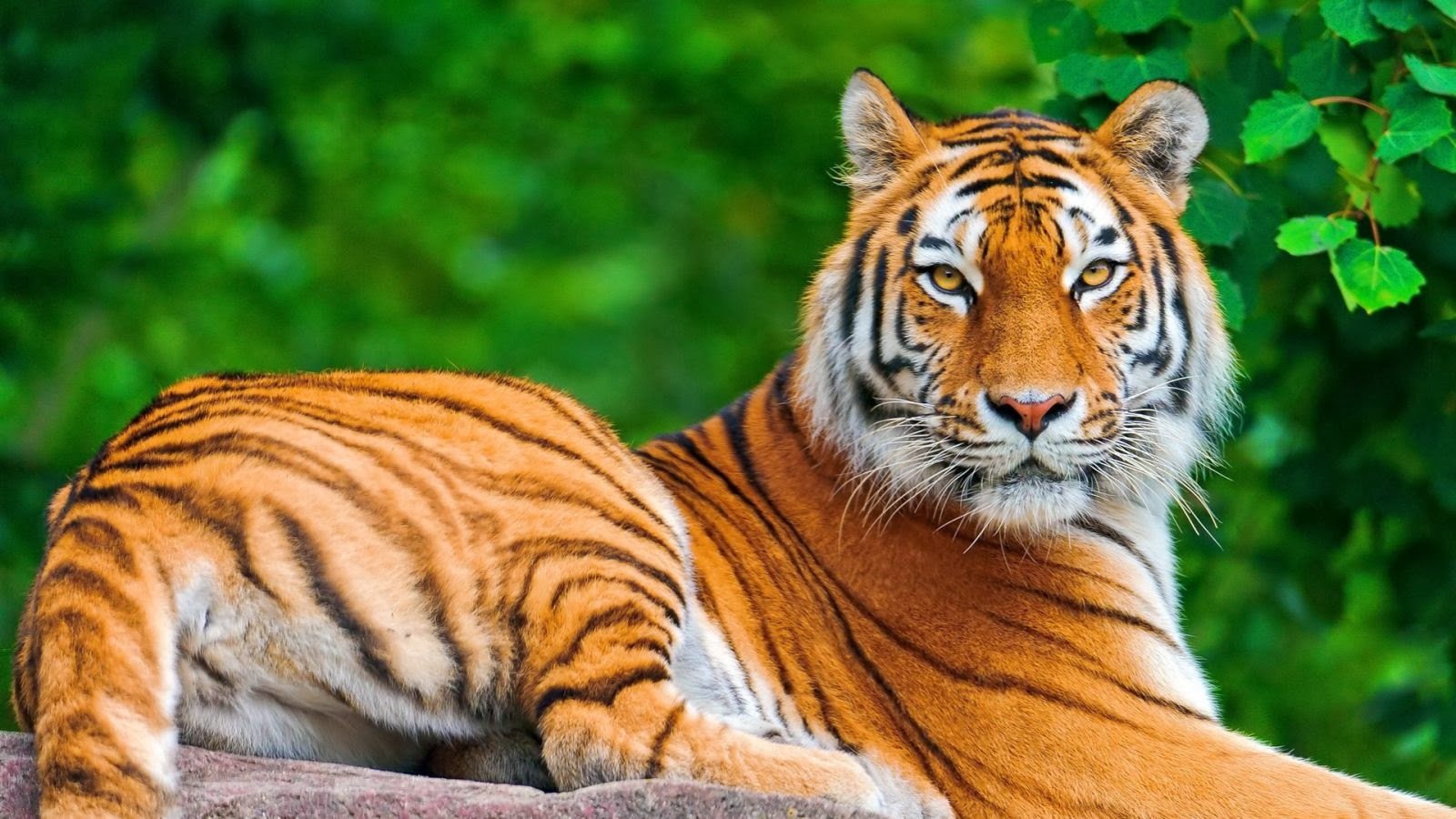 47+] Bengal Tiger Wallpaper Desktop - WallpaperSafari