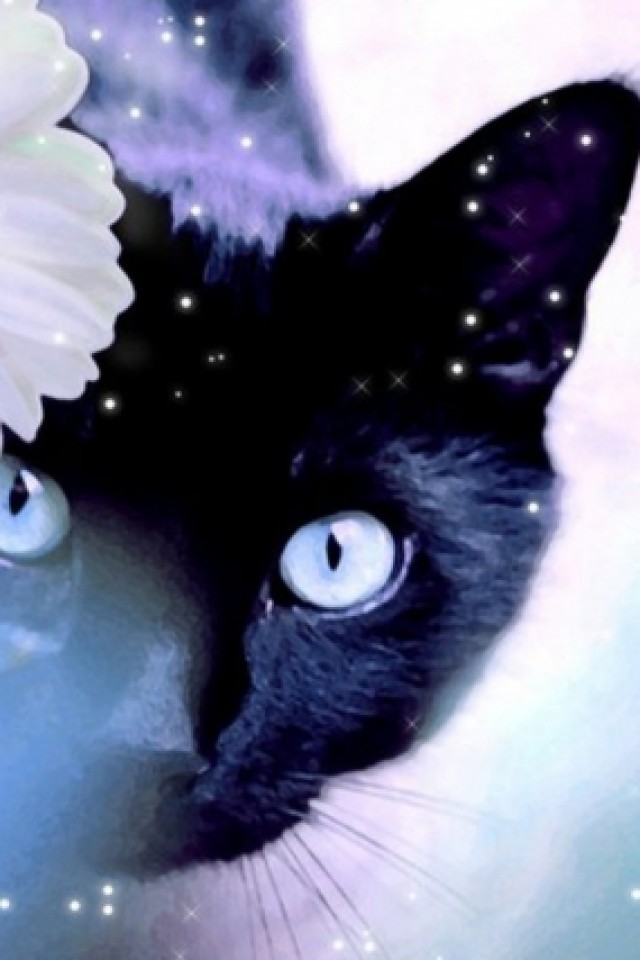 Black Cat iPhone Wallpaper