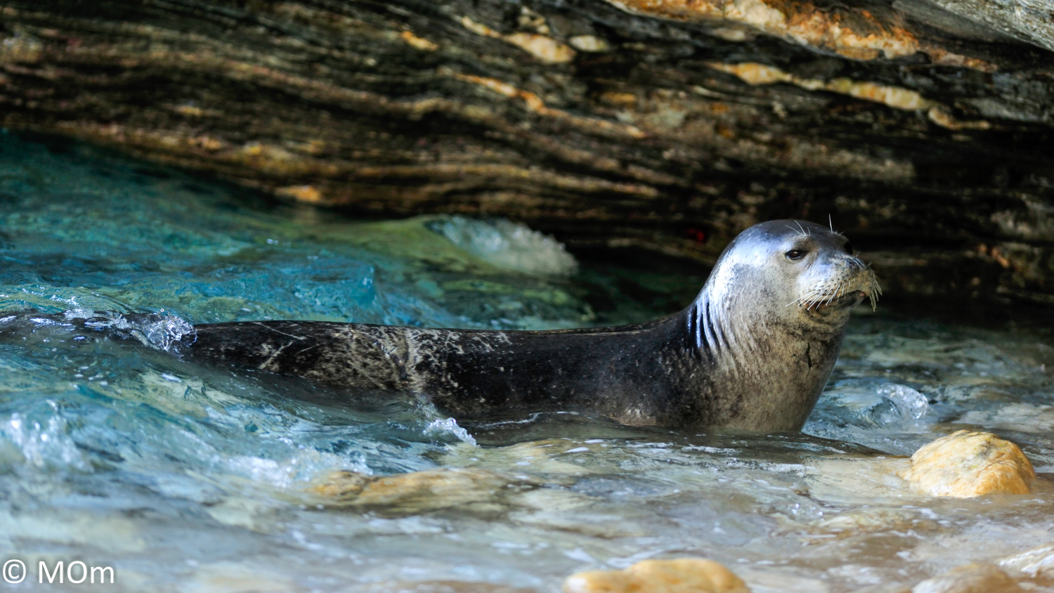 Mediterranean Monk Seal Wallpaper