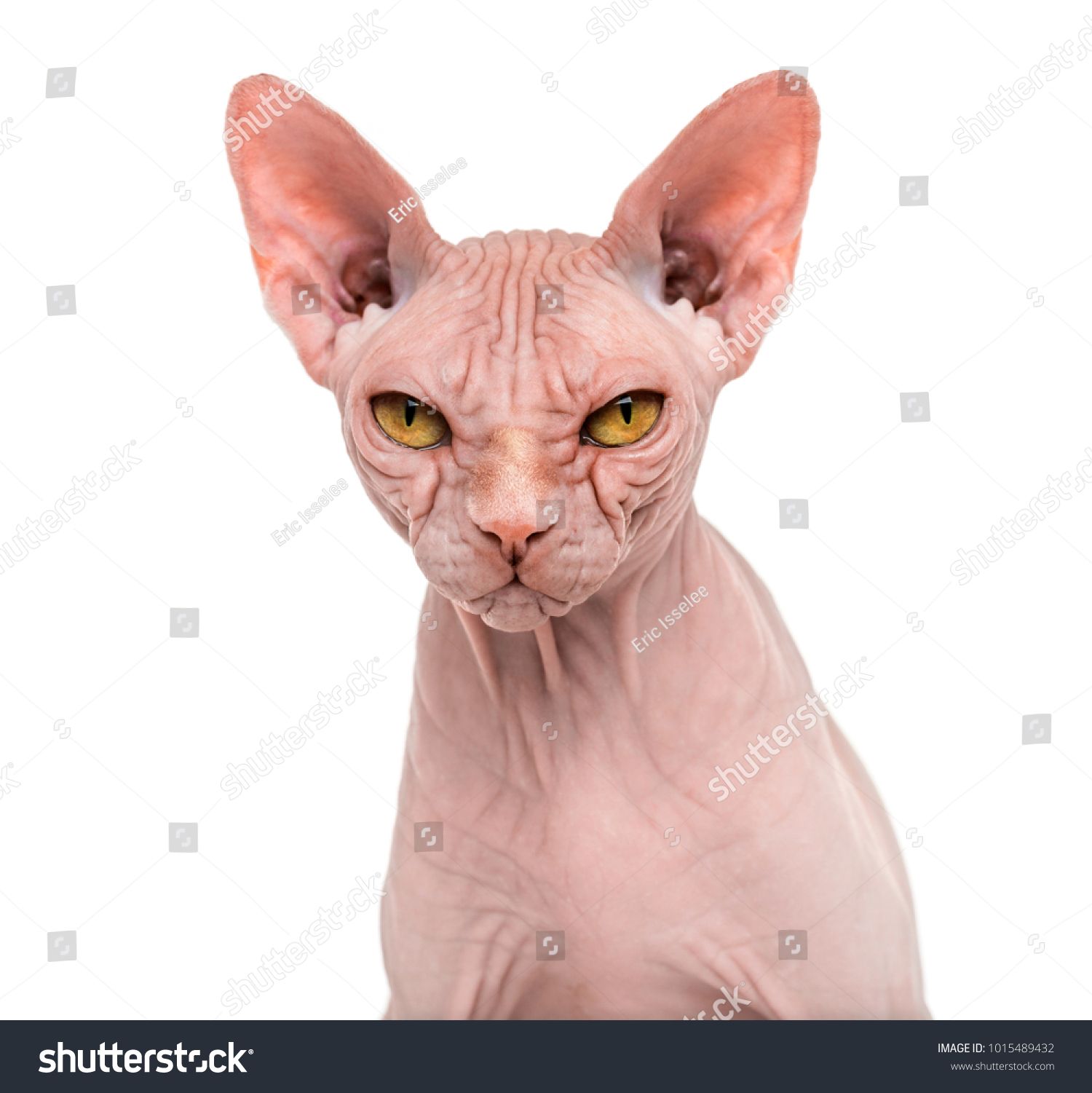 Sphynx Years Old Against White Backgroundyears