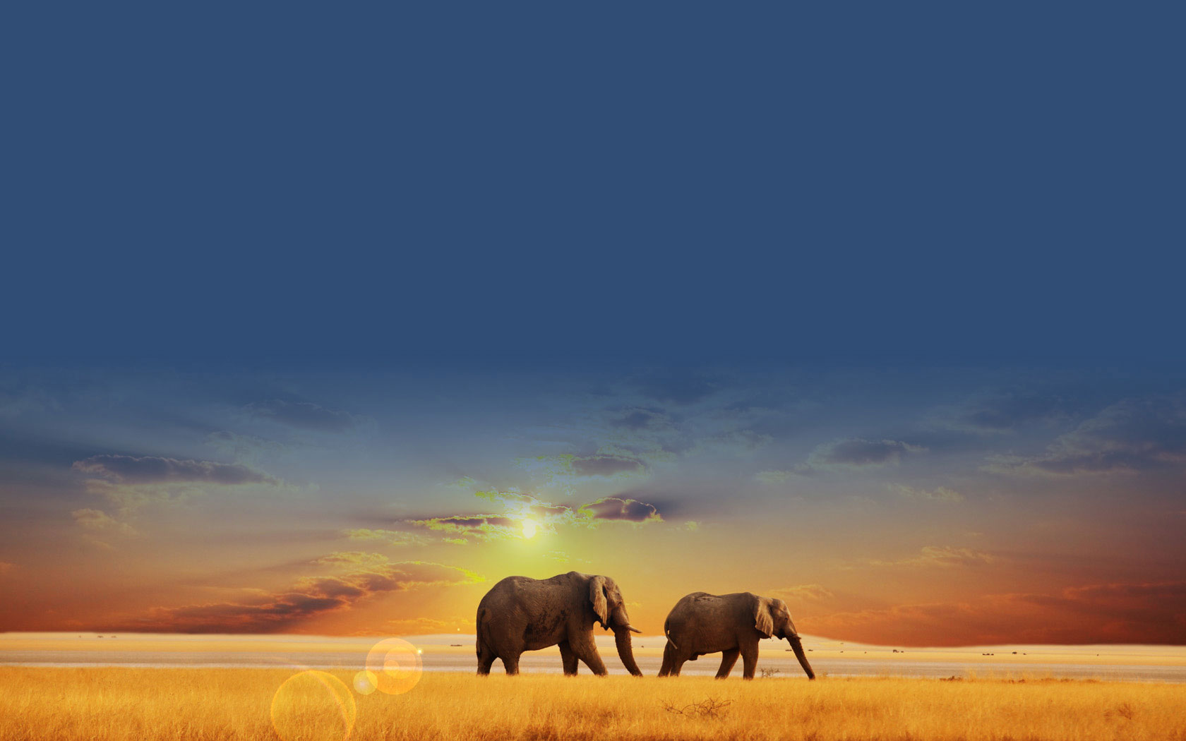 Animal Desktop Background Sunset Steppe Elephant Wallpaper