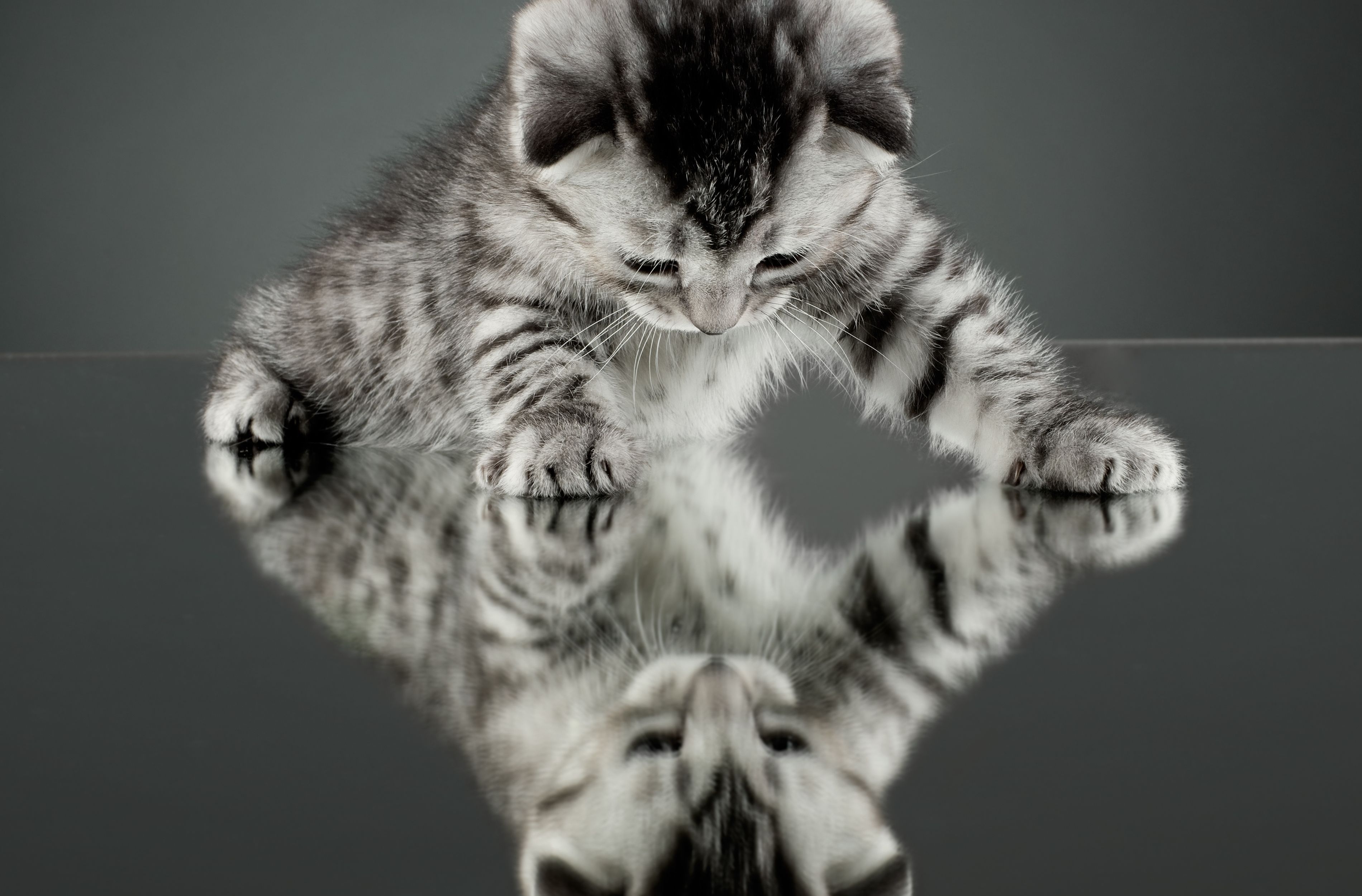 Cat Kitten Reflection Mirror Wallpaper