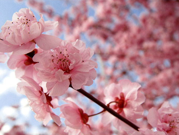 Cherry Blossom Flowers And Trees HD Wallpaper Photos