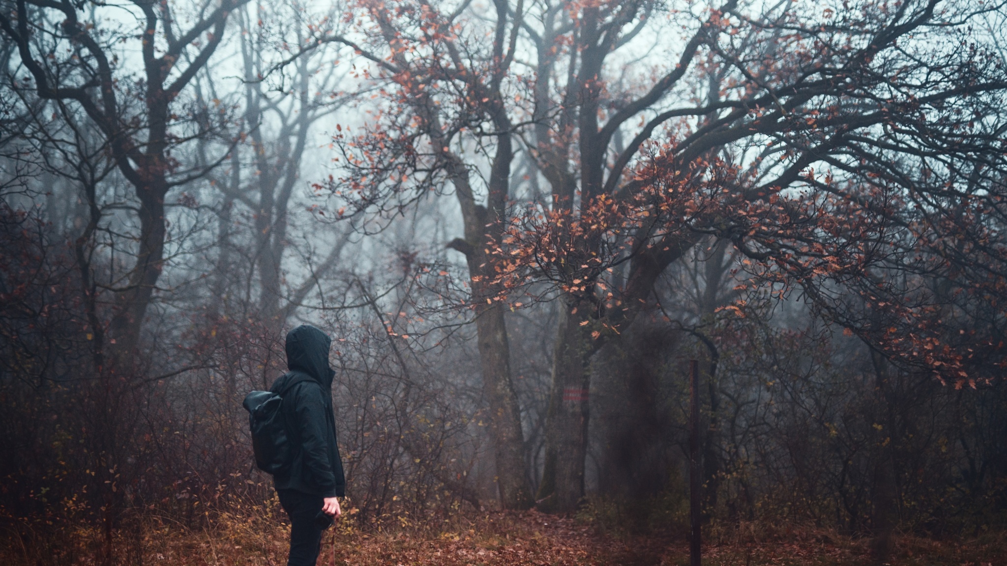 Photographing Fog Get A Mysterious Atmosphere In Your Photos We