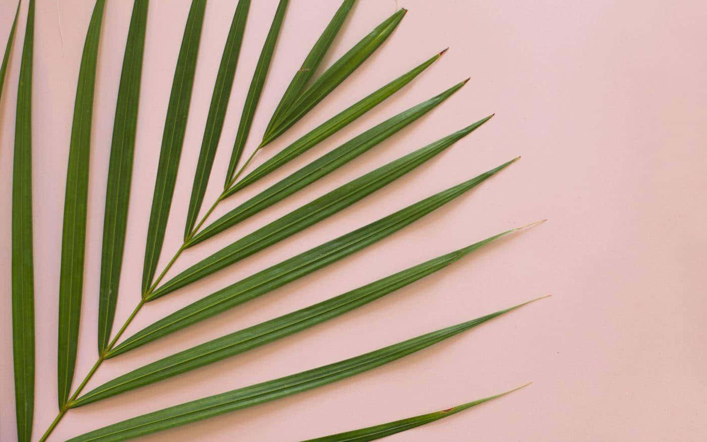 Aesthetic Palm Leaves Wallpaper