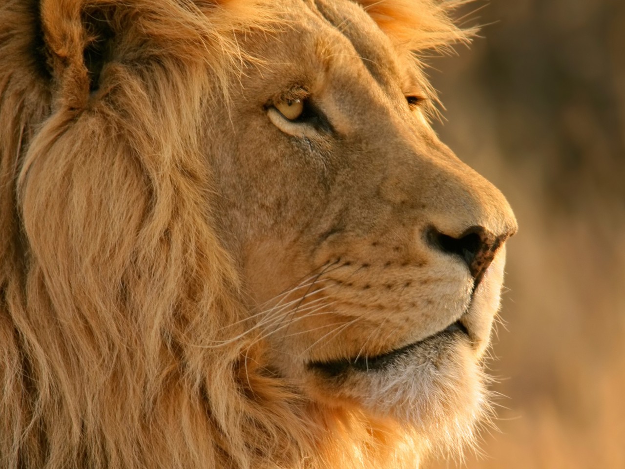 Download majestic lion nature wallpaper HD wallpaper