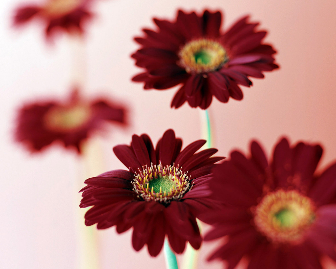 Pictures Burgundy Gerbera Flowers Desktop Wallpaper