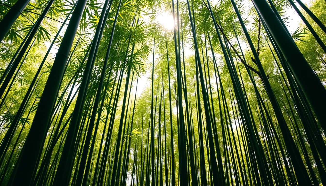 Bamboo Wallpaper Hd