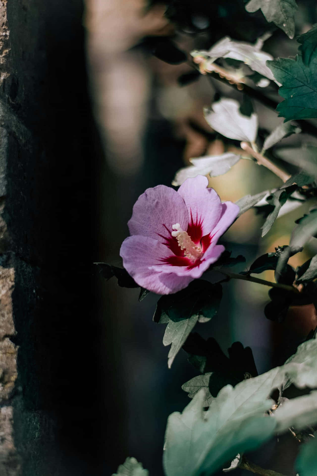 Hibiscus Aesthetic Wallpaper