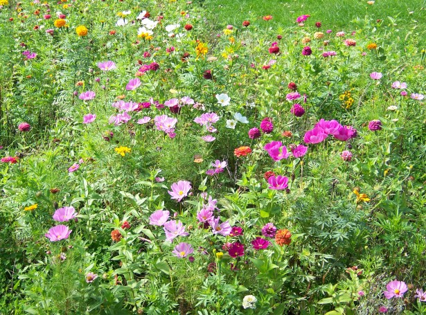 Wildflowers Free Stock Photo Public Domain Pictures