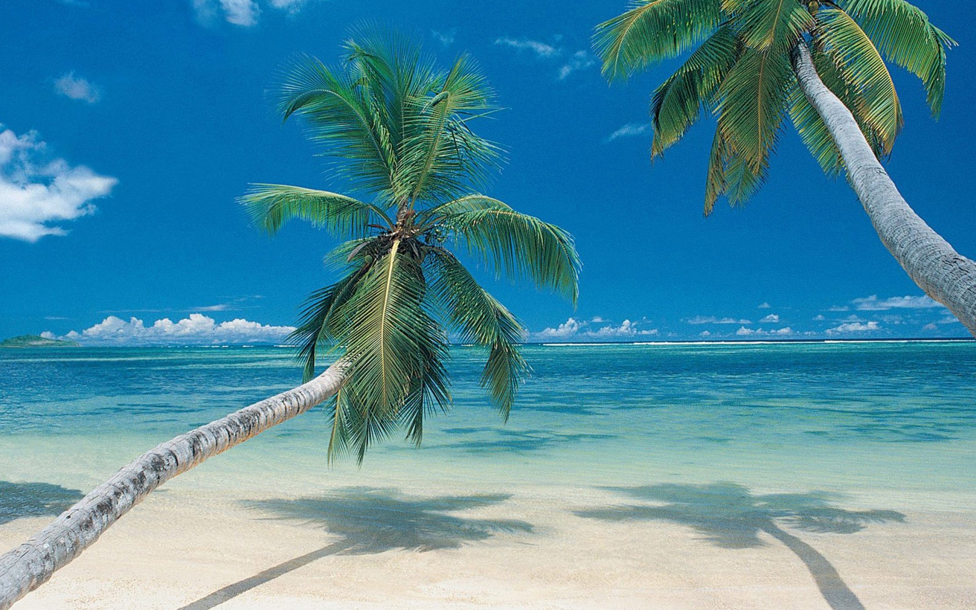 Palm Trees On Beach 1920x1200 Wallpapers 1920x1200 Wallpapers