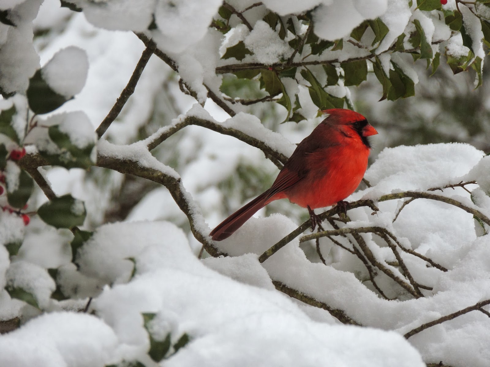 Snow Cardinal Wallpaper A In The