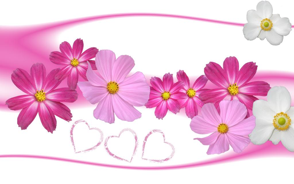 pink and white flowers background photo flower wallpaper rose in love