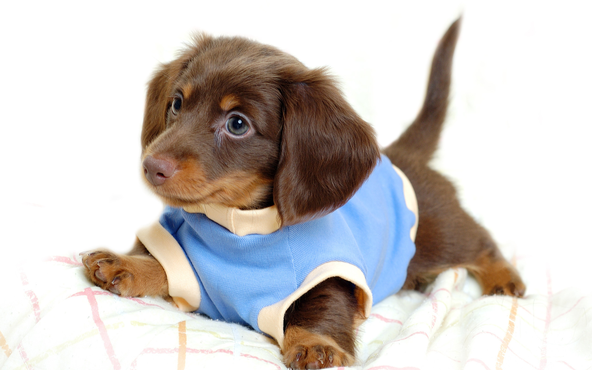 Cute Puppy Wallpaper