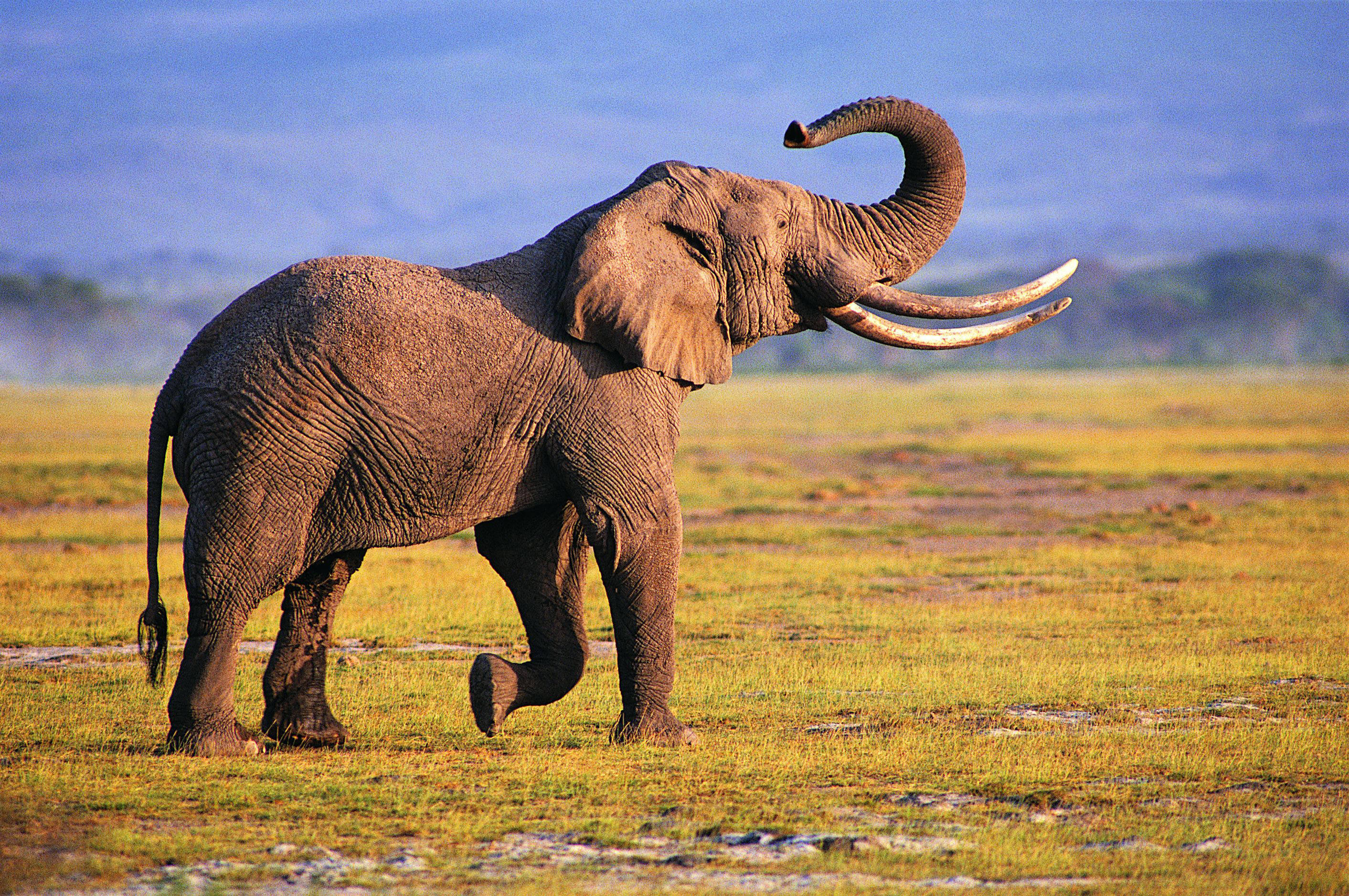 Elephant Wallpaper HD