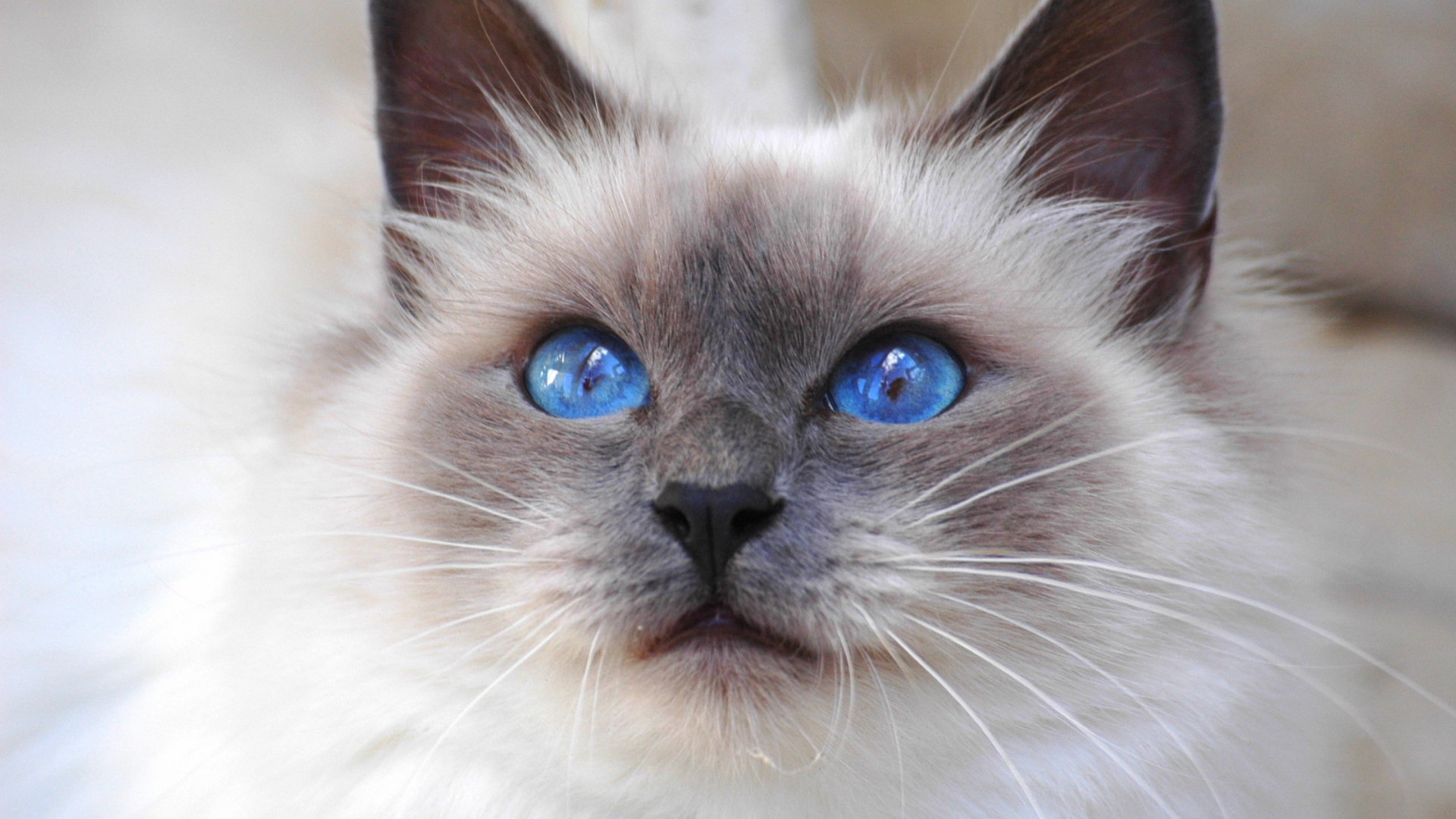 Wallpaper Cat Face Color Furry Blue Eyes Cute