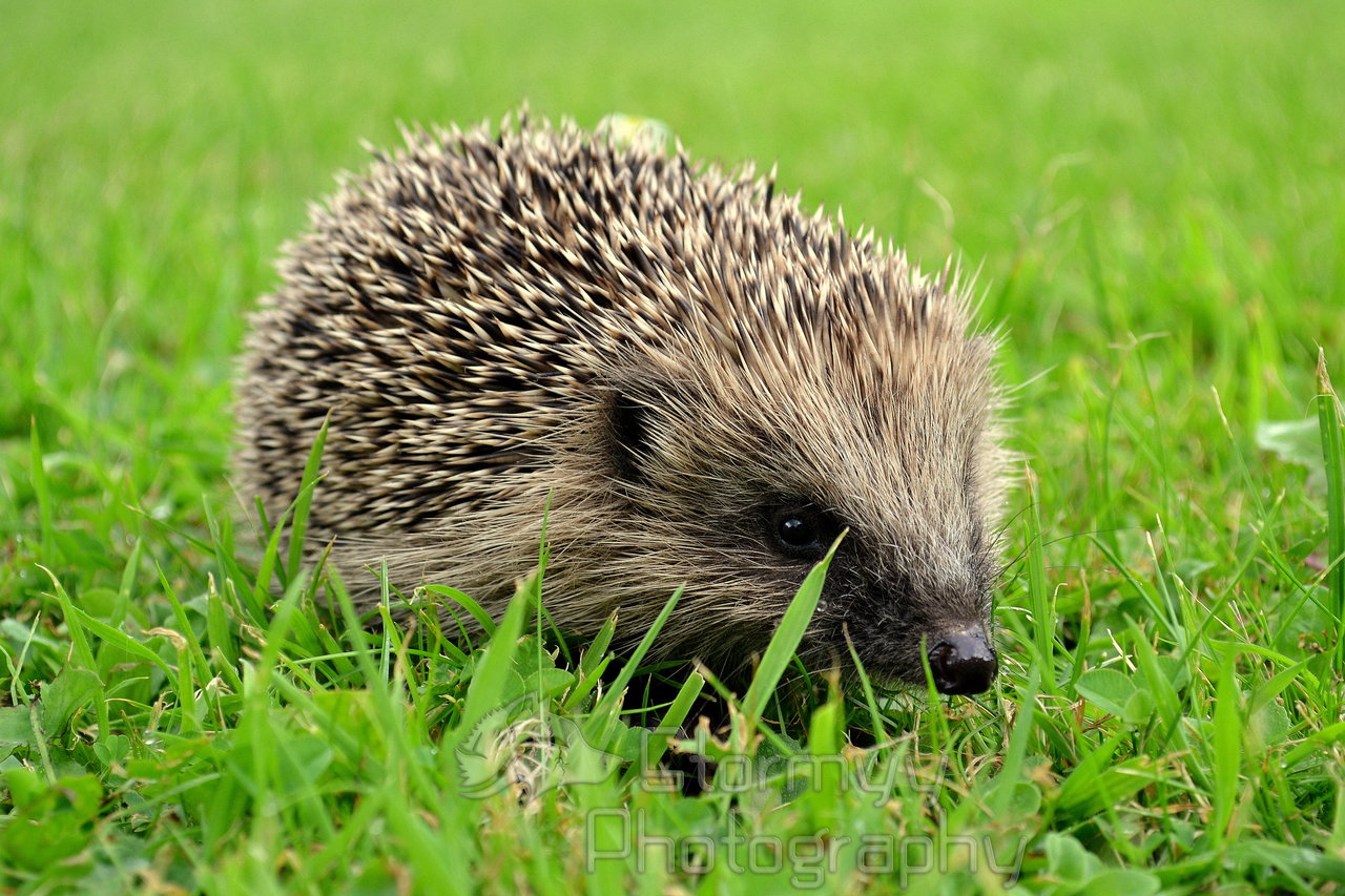 Cute Hedgehog by StormyyWolf on