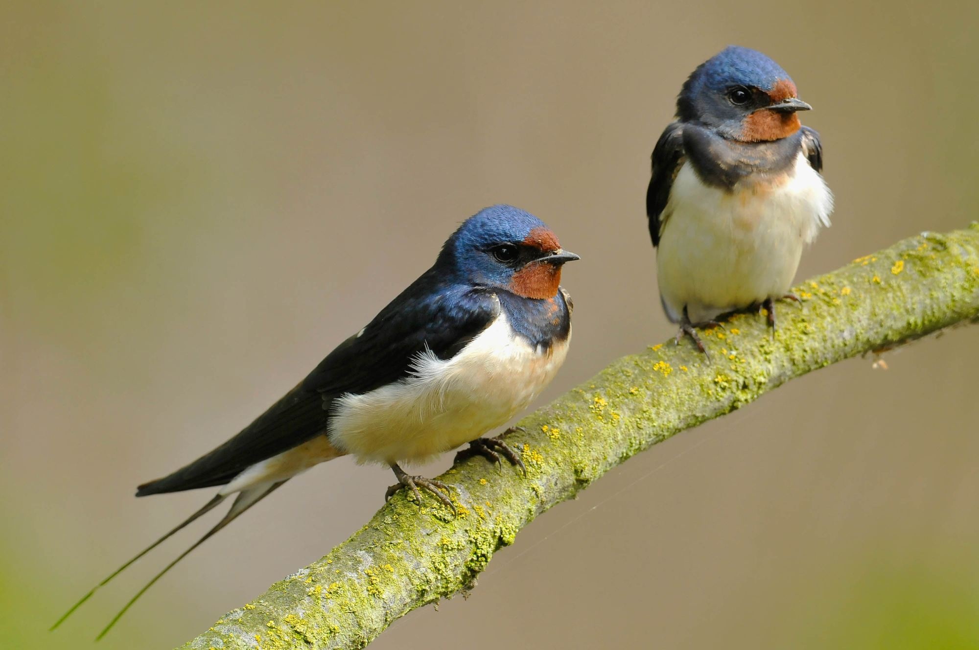 Desktop HD Swallow Background Photo Wallpaper