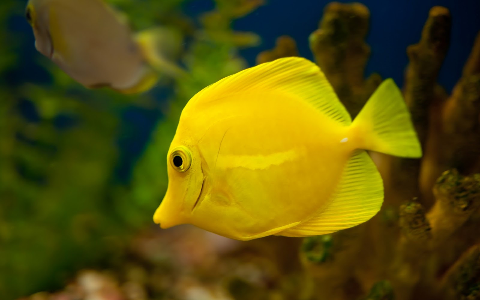 Aquarium Fish Yellow Tang Wallpaper Animals Library