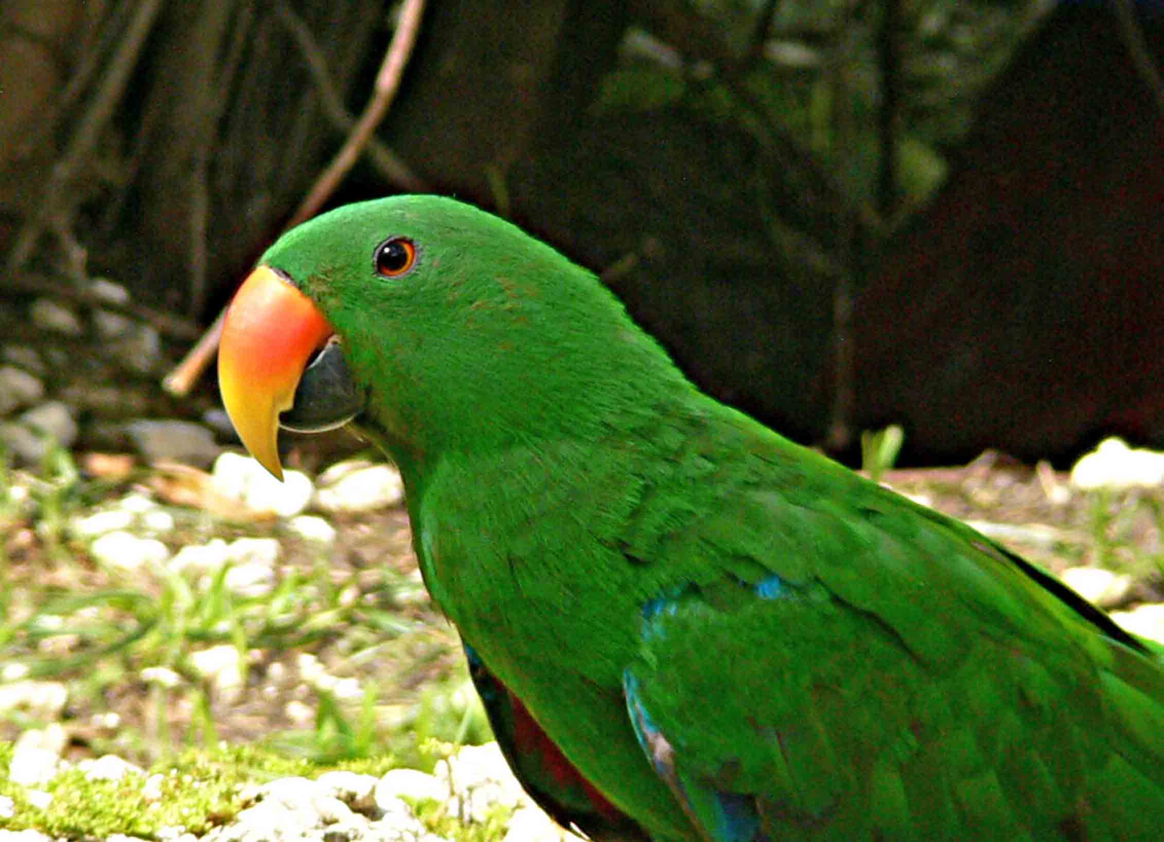 Amazon Green Parrot HD Wallpaper Background Image