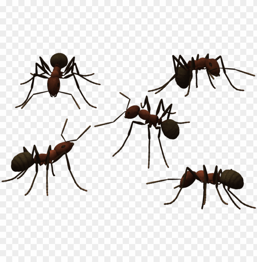 Transparent Ant Clear Png Library Ants