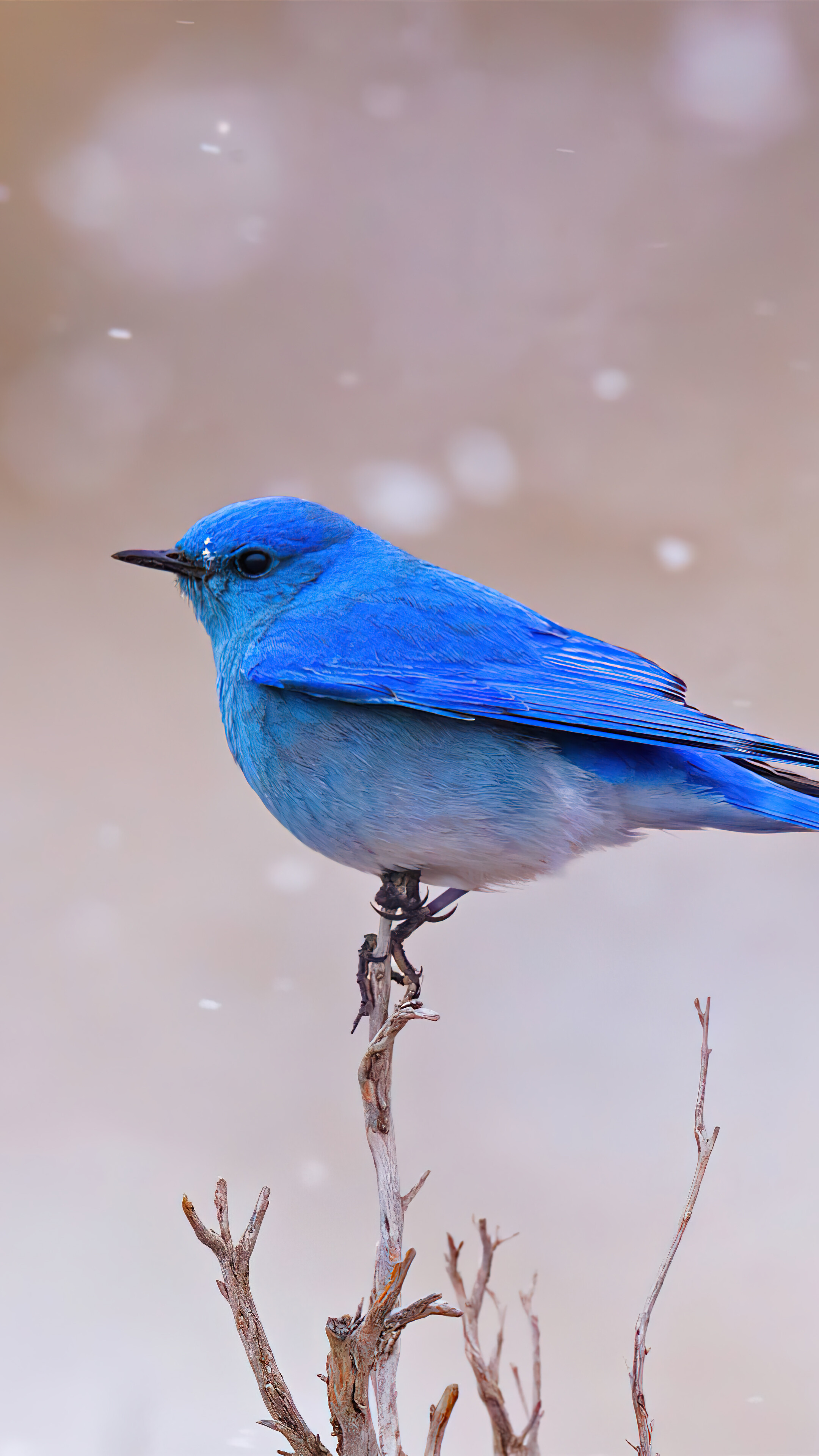 Bluebird Snowing HD 4k Wallpaper
