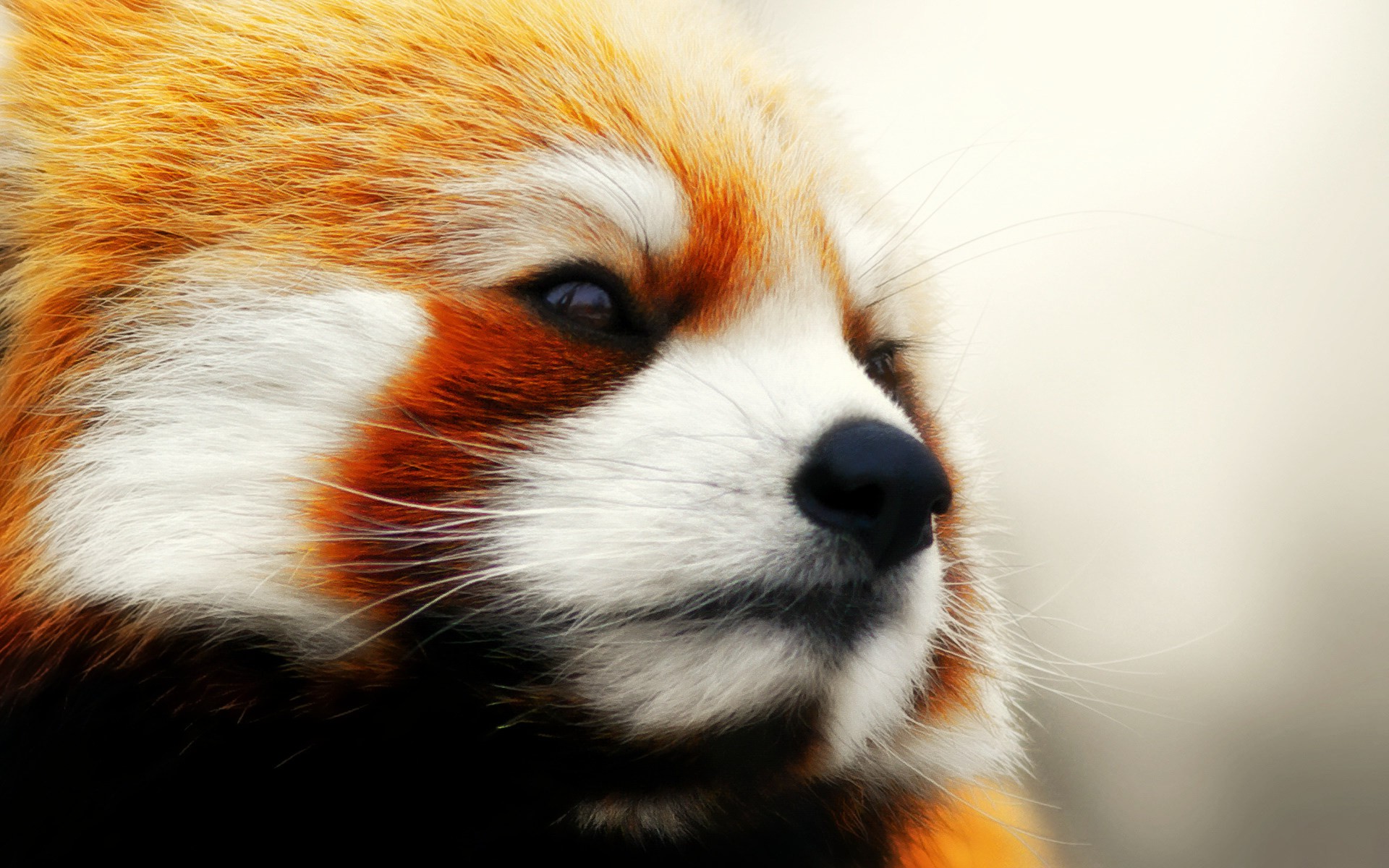 Animals Red Panda Wallpaper HD Desktop And Mobile