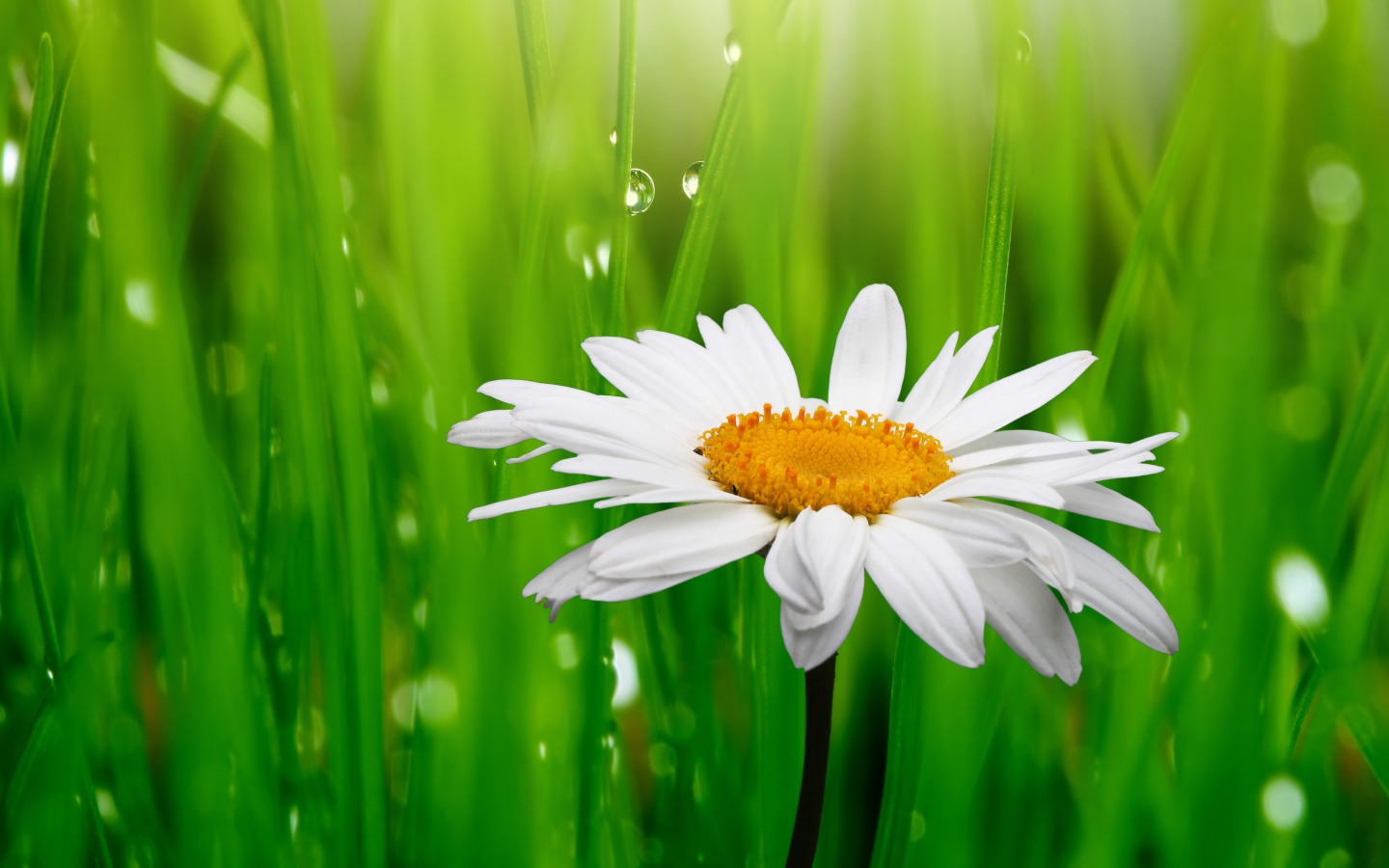 Flowers Image Daisy HD Wallpaper And Background Photos