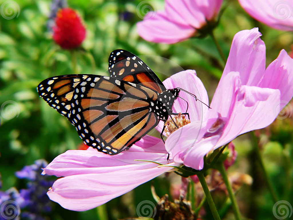 Butterfly In The Garden Wallpaper