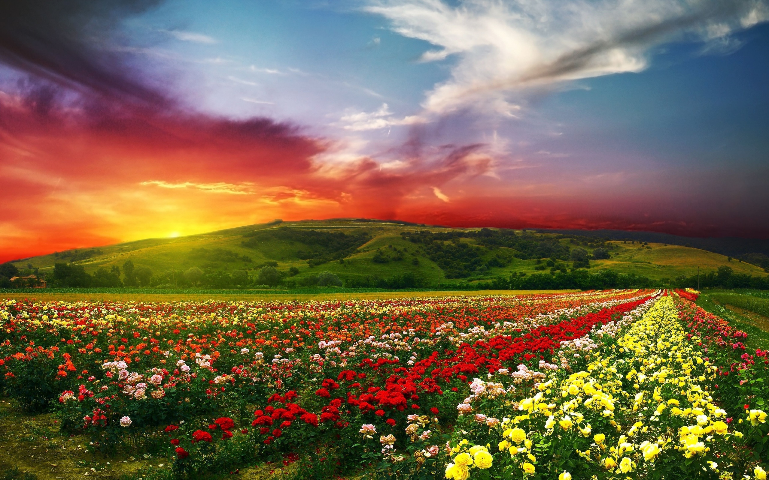Beautiful Flowers With Colorful Clouds 4k Ultra HD