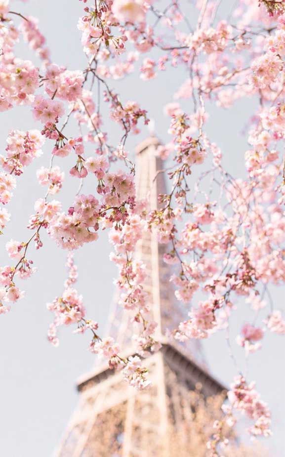 Pretty Blossom iPhone Wallpaper
