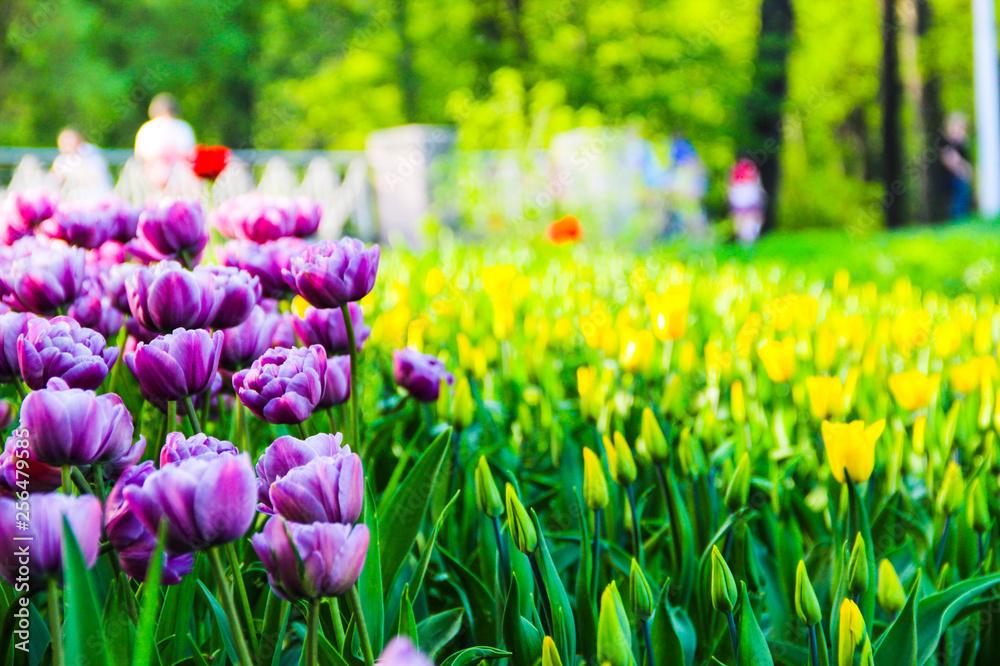 Nature Concept Beautiful Spring Landscape With Tulips Flowers On
