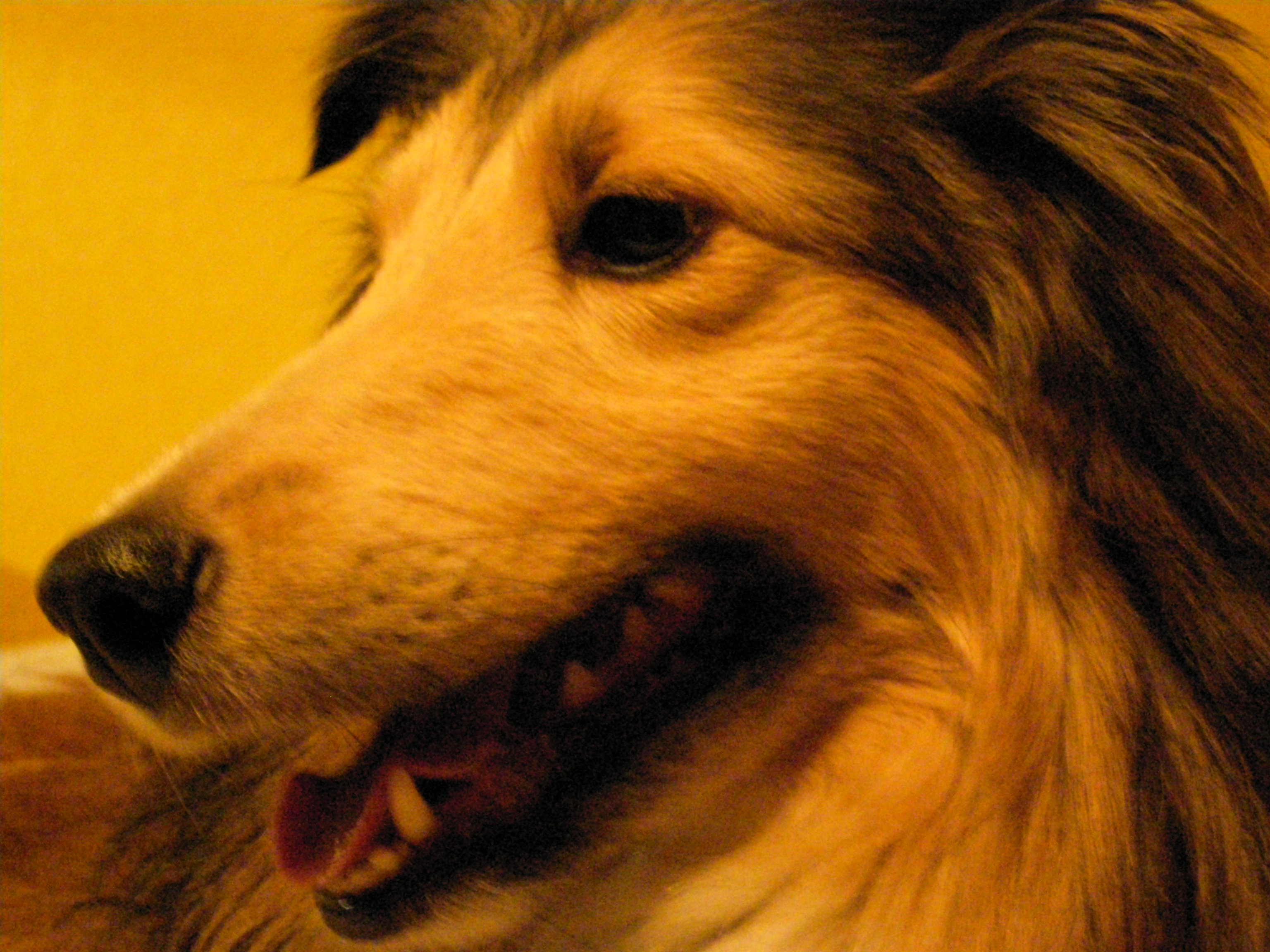 Wallpaper For Windows Xp Background My Sheltie Spirit
