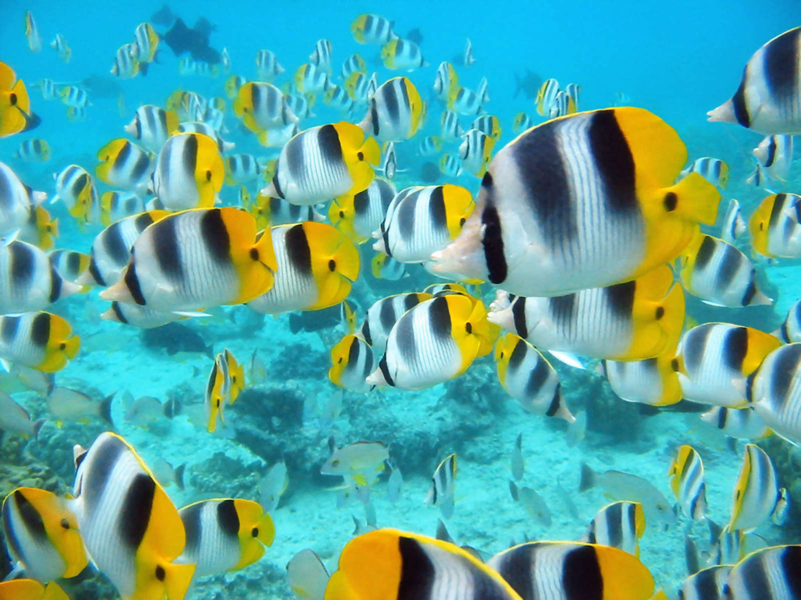 Tropical Fish Desktop Wallpaper HD Background