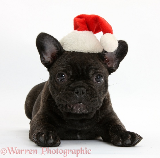 Bulldog Pup Bacchus Weeks Old Wearing A Father Christmas Hat