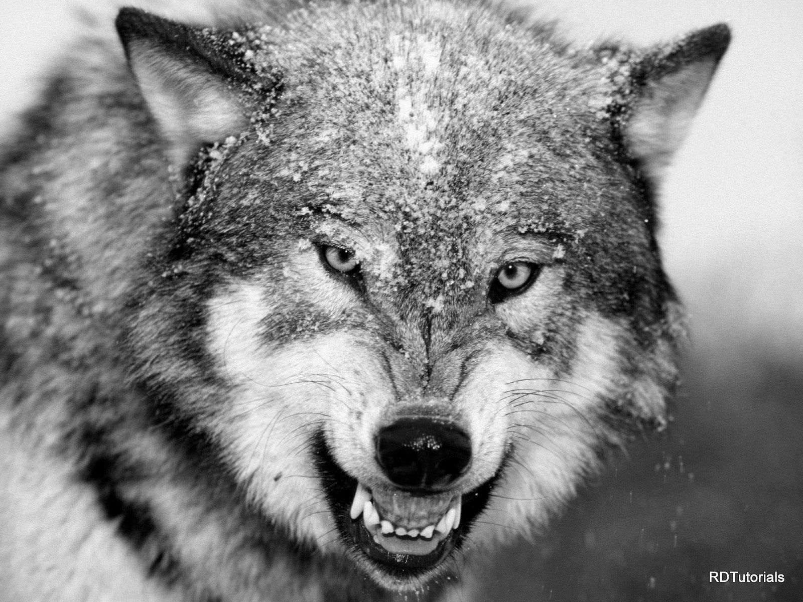 Black And White Wolf Wallpaper HD