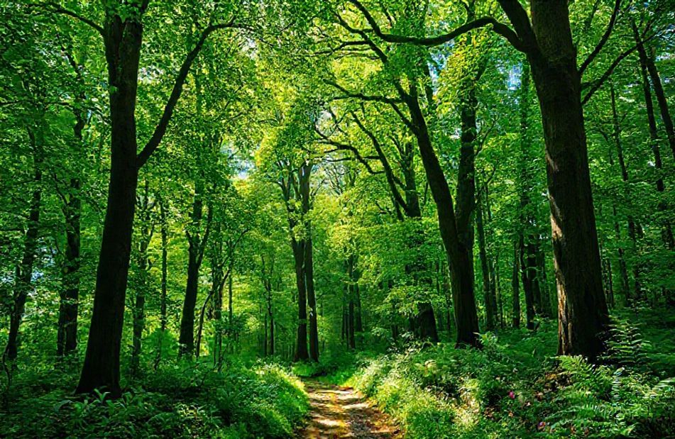 Green Forest Wallpaper Hd