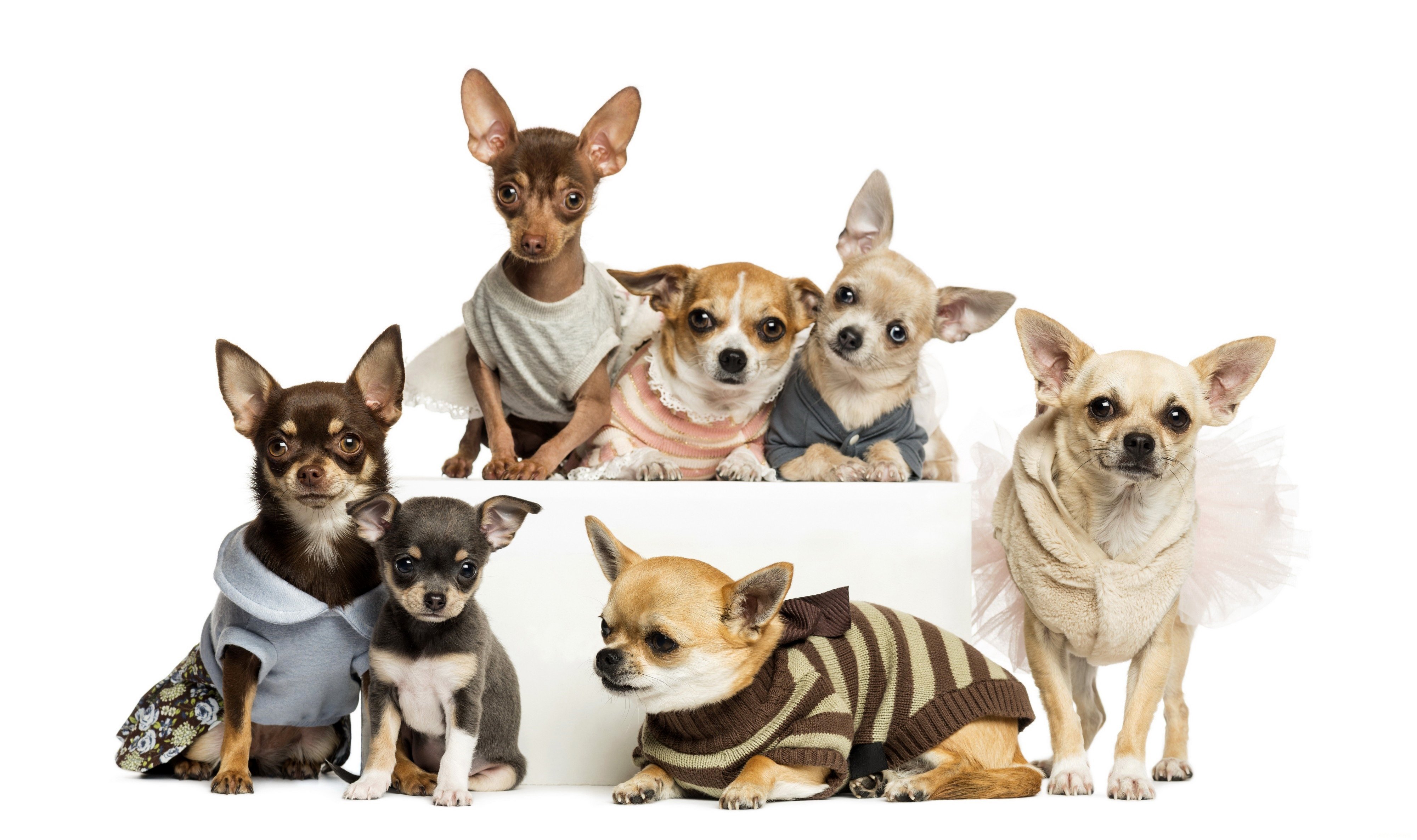 Dogs Many Chihuahua Animals Wallpaper