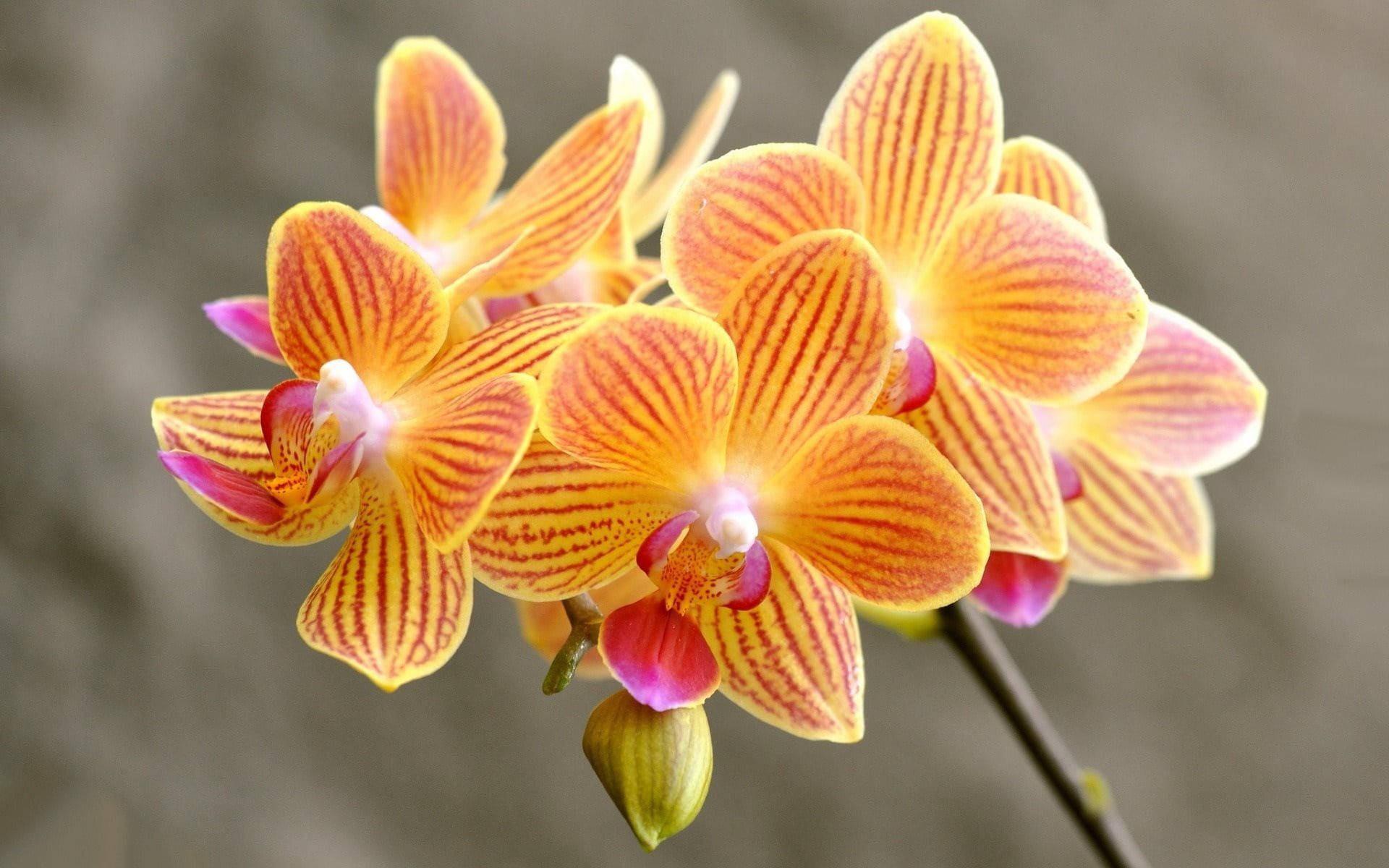 Awesome Orchid Wallpaper HD