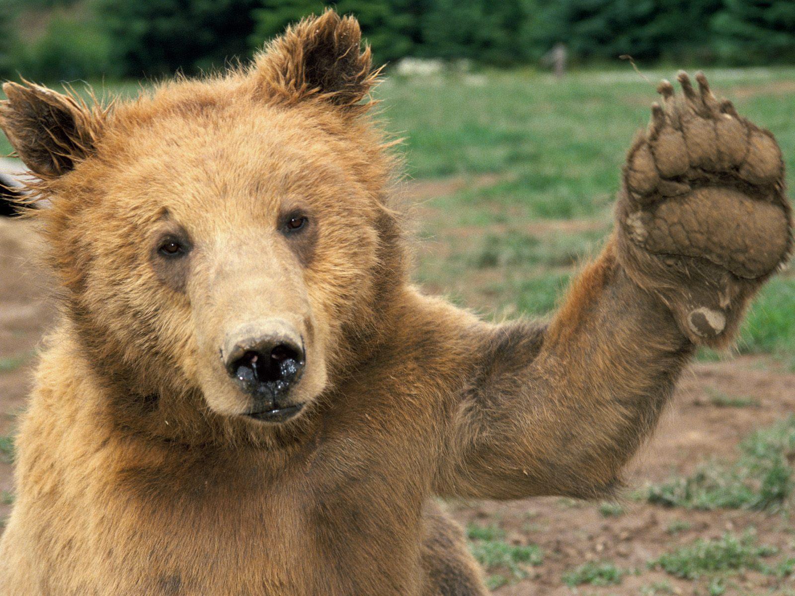 The Best Top Desktop Bears Wallpaper HD Bear Jpg